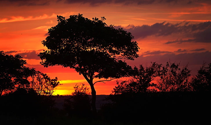 silhouette, trees, landscape, orange, sunset, plant, sky, beauty in nature, HD wallpaper