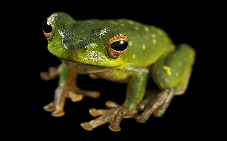 frog animals amphibian