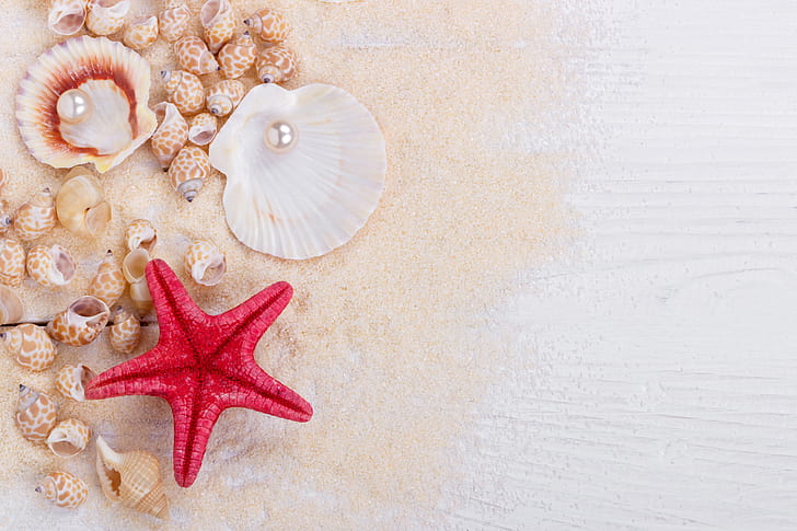 sand, shell, wood, marine, still life, pearl, starfish, seashells, HD wallpaper