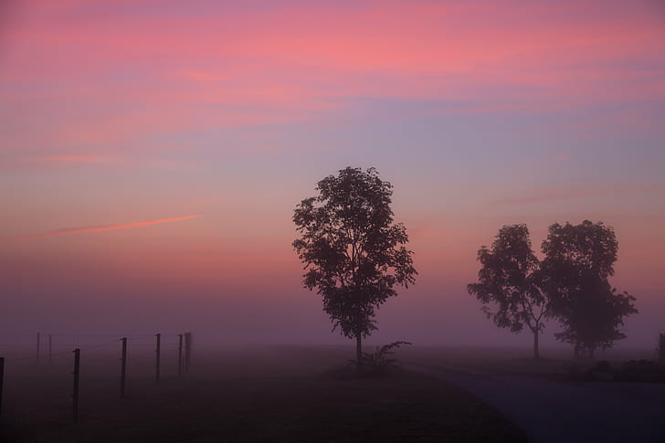 photo of silhouette of trees, Misty, morning, HFF, Söderslätt, HD wallpaper