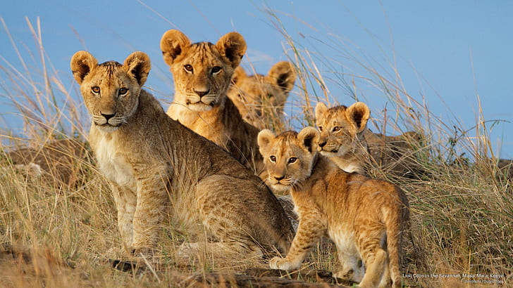 Lion Cubs in the Savannah, Masai Mara, Kenya, Animals, HD wallpaper