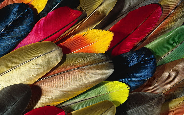 multicolored feather lot, feathers, colorful, background, texture