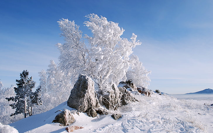 brown rock, nature, snow, trees, cold temperature, winter, scenics - nature, HD wallpaper