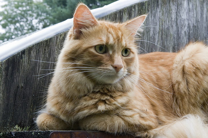 orange tabby cat, Greenhouse, D3, 70mm, f/2.8, domestic Cat, animal, HD wallpaper