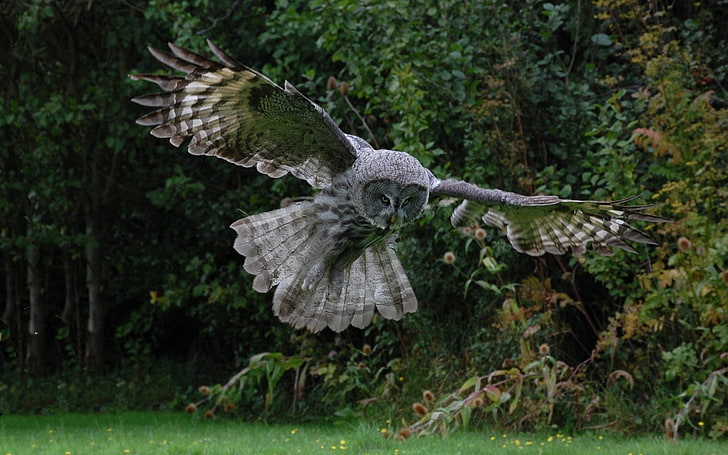 gray owl, bird, flight, wings, flap, predator, bird of Prey, nature, HD wallpaper