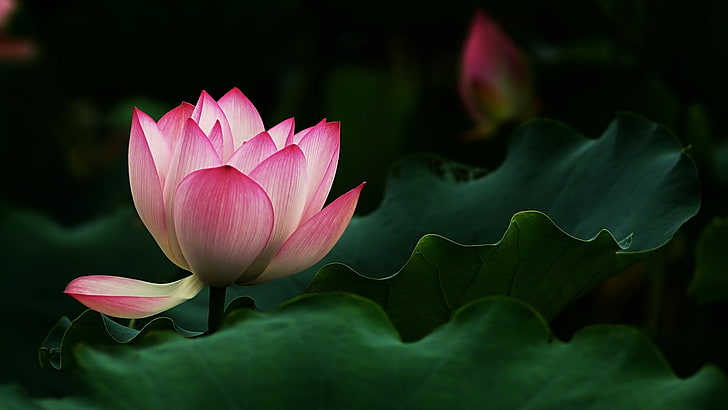 flower, lotus, sacred lotus, plant, nature, aquatic plant, flora, HD wallpaper