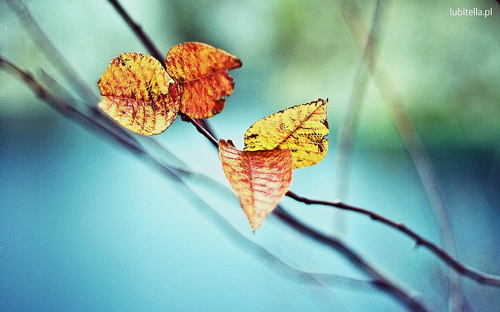 shallow focus photography of brown leaves, nature, depth of field, HD wallpaper