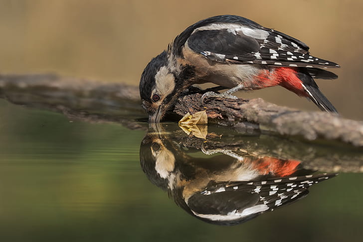 Birds, Passerine, Reflection, Rose-Breasted Grosbeak, Wildlife