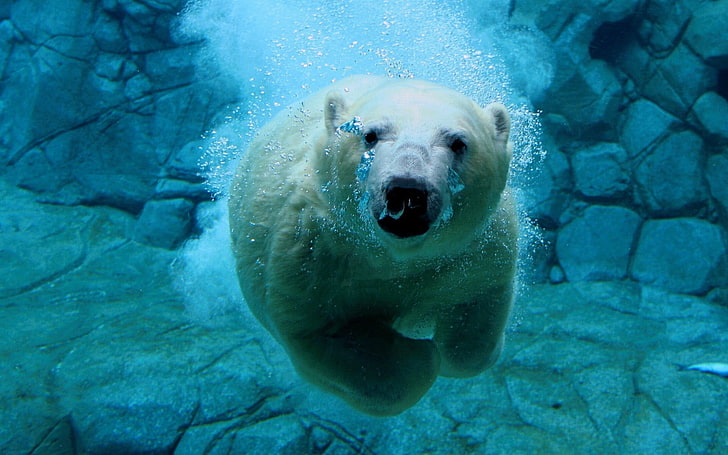 polar bear, nature, animals, polar bears, underwater, bubbles, HD wallpaper