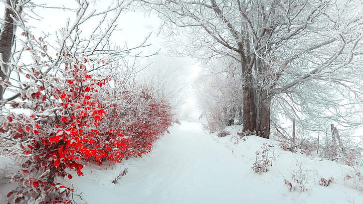 red flowers, landscape, snow, cold temperature, winter, tree, HD wallpaper