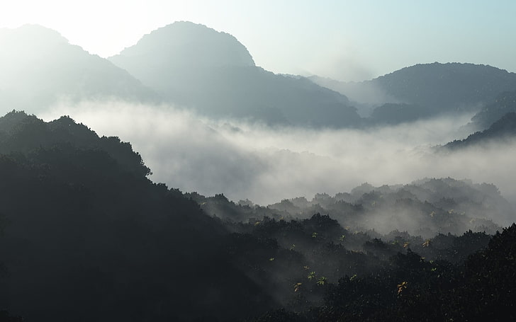 forest covered with fogs at daytime, mountains, nature, beauty in nature