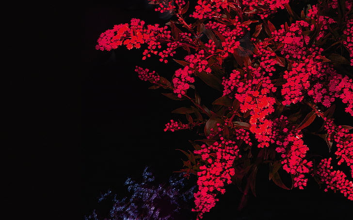 apple, red, flower, dark, ios9, iphone6s, plant, flowering plant, HD wallpaper