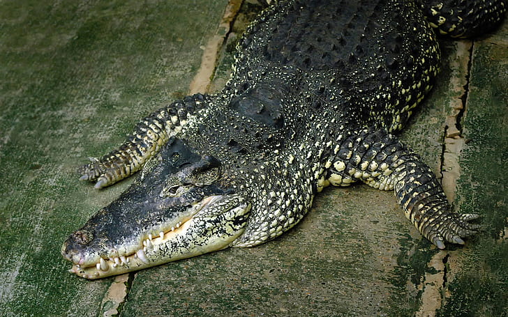 reptiles, crocodiles, animals