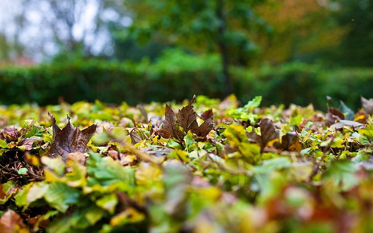 brown dried leaves, nature, depth of field, worm's eye view, leaf, HD wallpaper