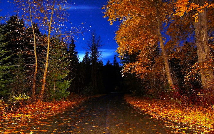 Old Country Road, stars, fall, blue sky, trees, night, autumn, HD wallpaper