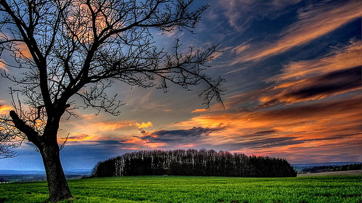 Heavenly Sunset, green grass, twilight, evening, meadow, tree