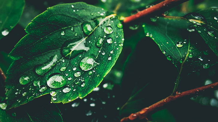 green leaves, drops, dew, nature, leaf, green Color, raindrop, HD wallpaper