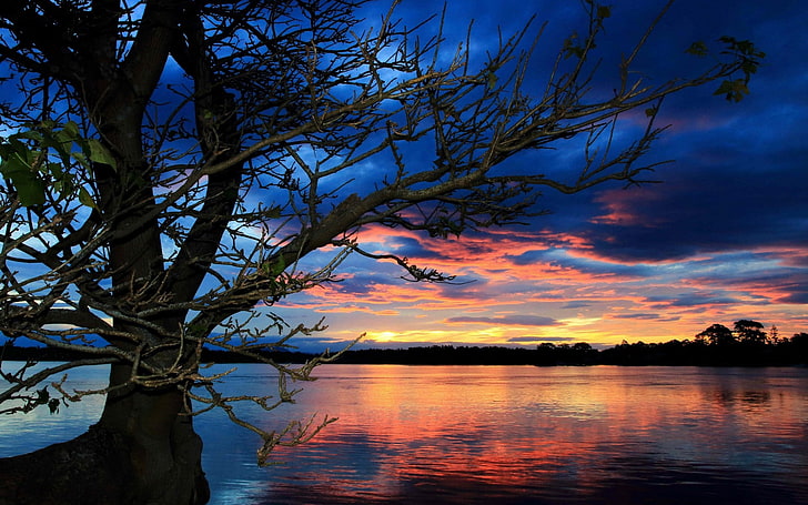 sunset, trees, lake, water, sky, beauty in nature, tranquility, HD wallpaper