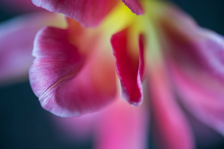 pink and yellow flower, tulip, tulip, Makro, Nikon D4, macro, HD wallpaper