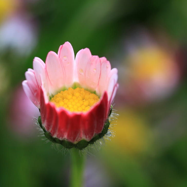 close up photo of yellow and red petaled flower, daisy, time, HD wallpaper