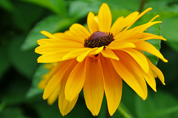 yellow Sun Flower, DSC, Lots, Nova Scotia, light, D300, Nikon, HD wallpaper