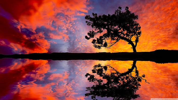 silhouette photo of tree, nature, reflection, clouds, trees, sky