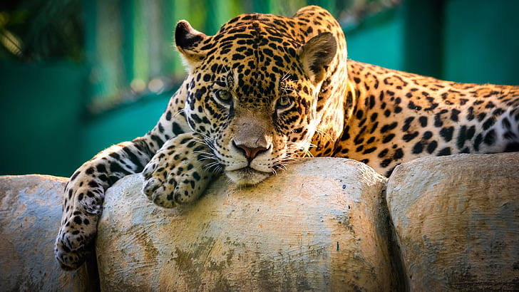Wild cat jaguar have a rest, HD wallpaper