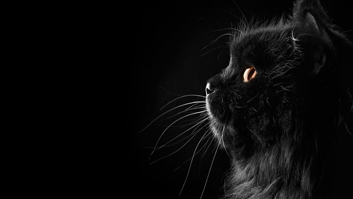 black cat, cute, animals, one animal, animal themes, black background, HD wallpaper