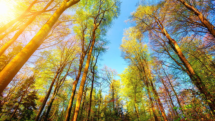 forest, tree, blue sky, sunny day, sunshine, woods, low angle, HD wallpaper