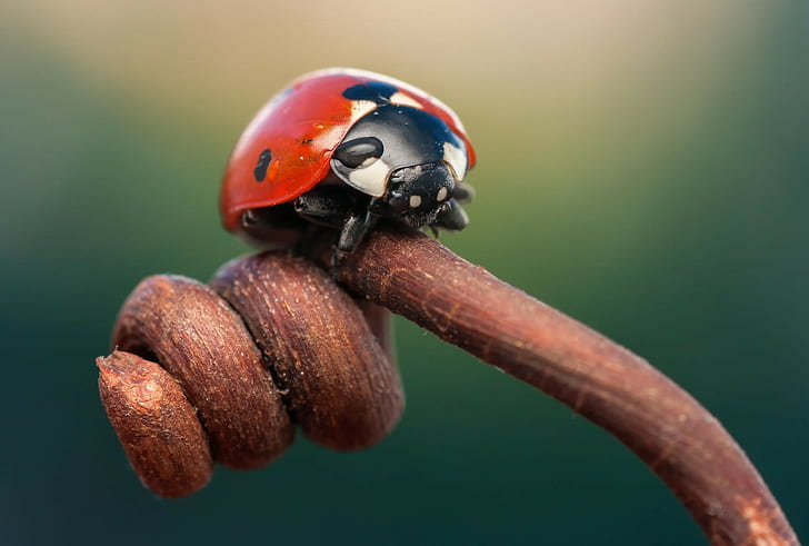 Ladybug on branch macro, insect, HD wallpaper