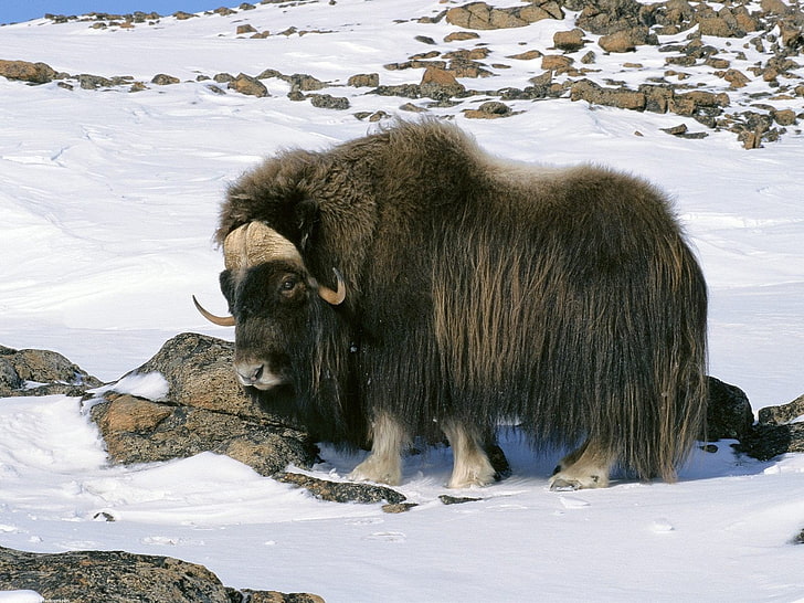 HD wallpaper: Alaska, animals, arctic, Musk, National, Ox, snow, wildlife |  Wallpaper Flare