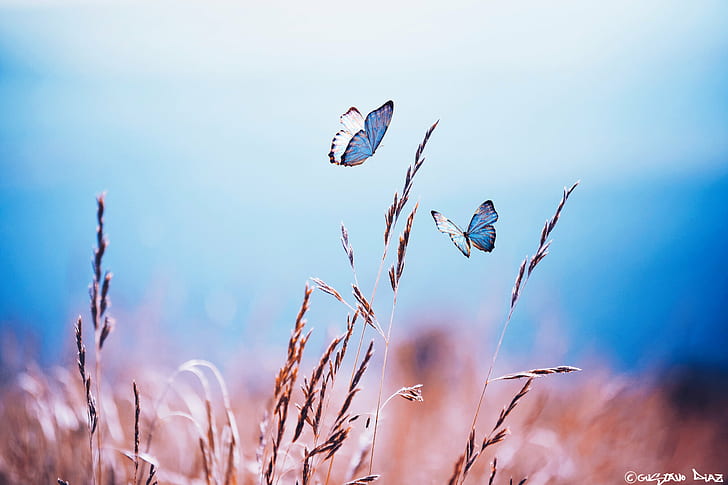 two Morpho butterfly on brown wheat during daytime, butterflies, butterflies, HD wallpaper