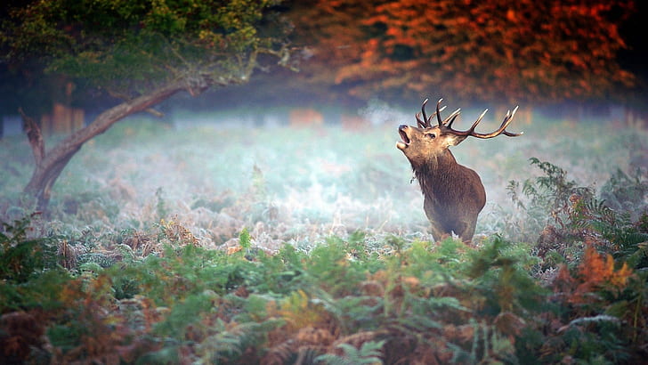 elk, mist, nature, fall, animals, HD wallpaper