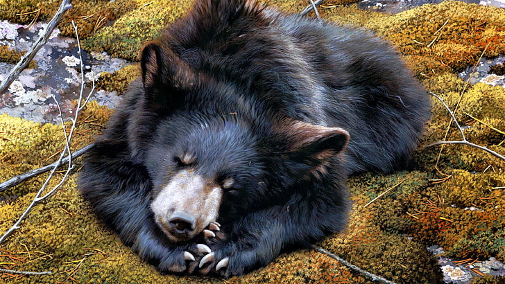 american black bear, animals, mammal, sloth bear, tibetan mastiff