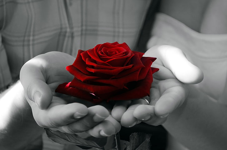 photography, rose, selective coloring, rose - flower, beauty in nature