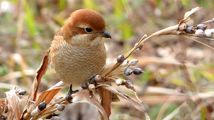 selective focus wildlife photography of short-beak bird perching on branch, shrike, shrike, HD wallpaper
