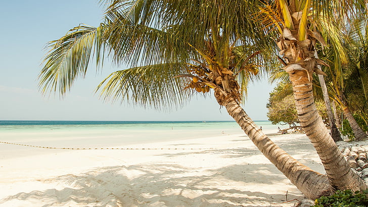 beach, tropics, sandy beach, palm tree, sea, shore, sky, vacation, HD wallpaper