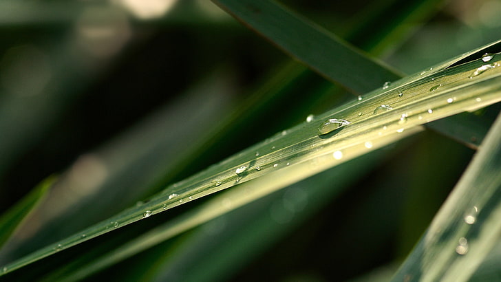 water dew, photography, nature, plants, leaves, macro, water drops, HD wallpaper