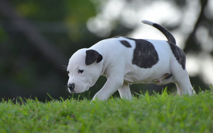 american pitbull terrier white