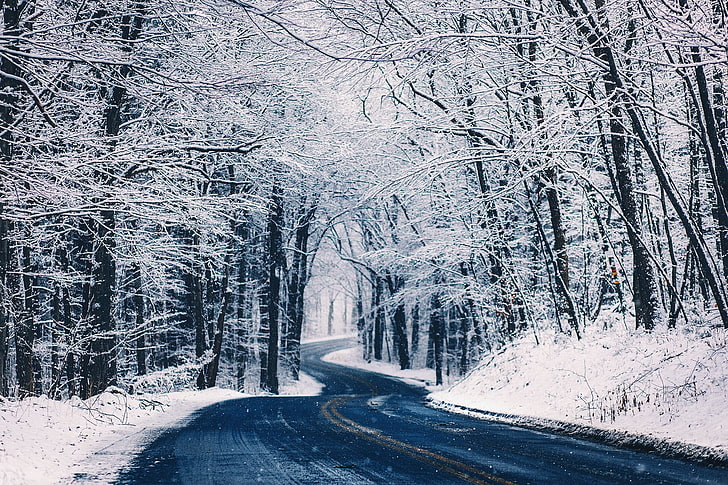 empty road with withered trees covered in snow, landscape, winter, HD wallpaper