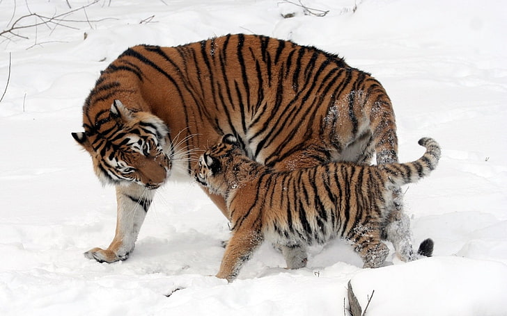 animals, baby animals, tiger, snow, animal themes, animal wildlife