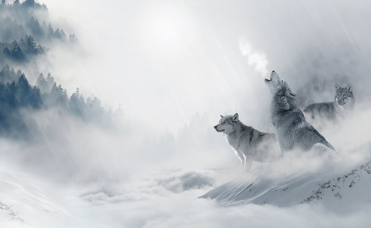 Wolf Howling, three wolves, Aero, Creative, Winter, Wild, Design, HD wallpaper