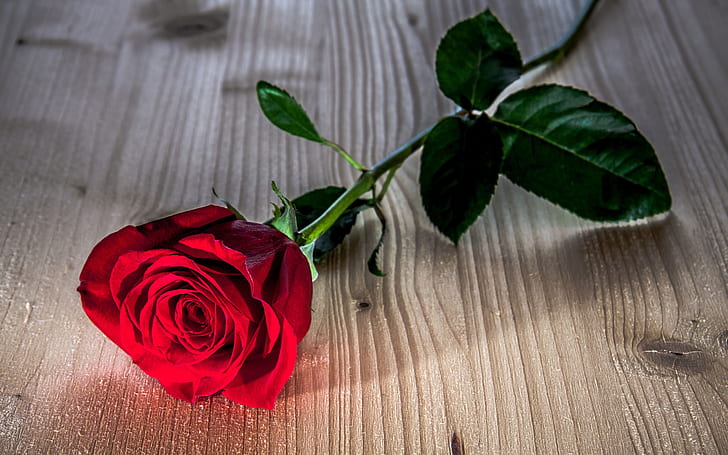 Red rose flower, wooden table