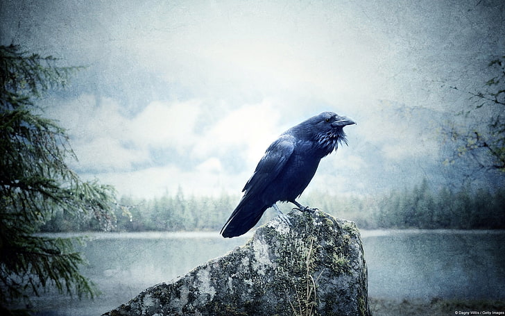 Raven at Wilderness Lake-Windows 10 HD Wallpaper, blue crow wallpaper HD wallpaper
