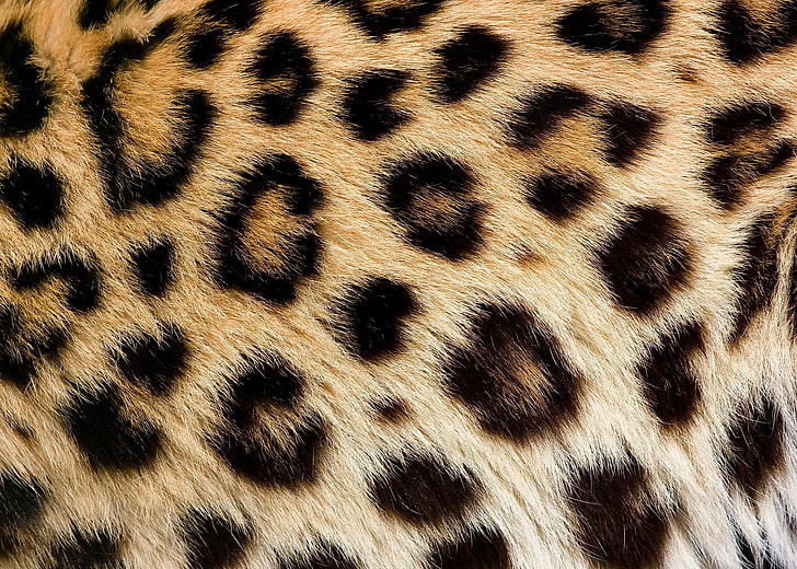 black and brown leopard pattern textile, texture, wool, spot, HD wallpaper