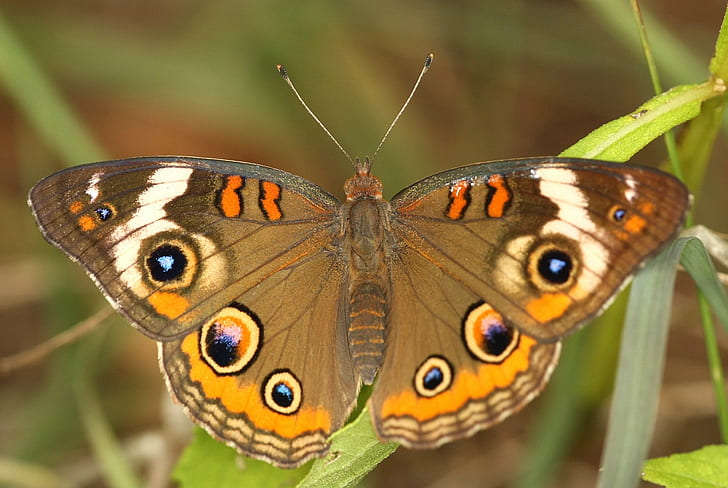 close-up photo of brown, blue, and white Butterfly, common buckeye, common buckeye