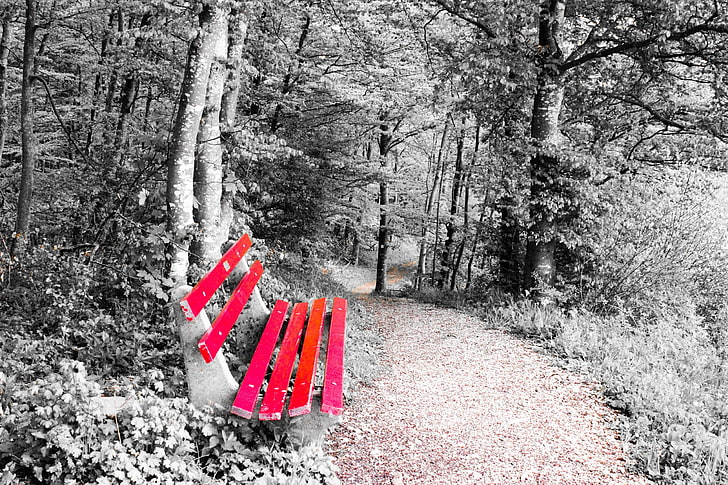 nature, bench, selective coloring, tree, winter, plant, cold temperature
