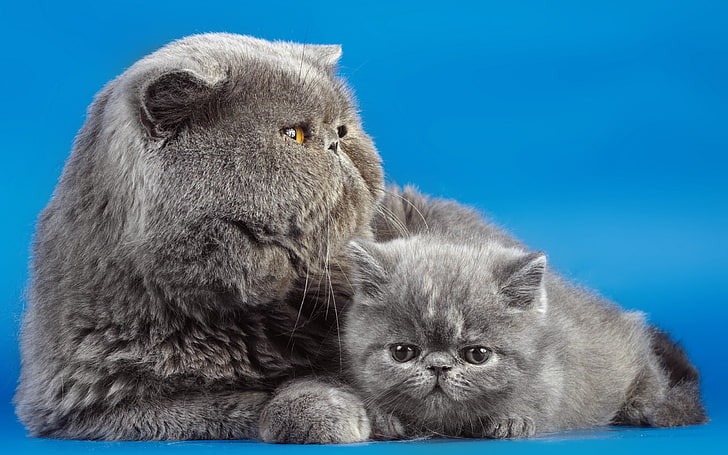 gray exotic cat and kitten, cats, couple, kitty, background, domestic Cat, HD wallpaper