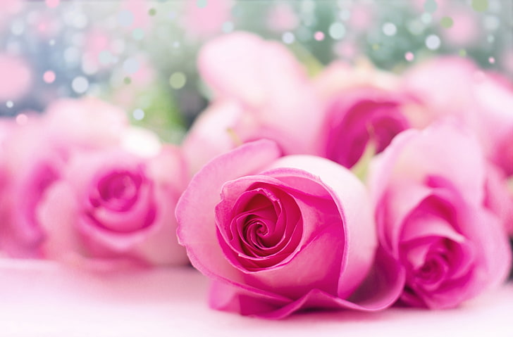 HD wallpaper: Light Pink Roses Bokeh, pink roses, Cute, flower, pink color  | Wallpaper Flare