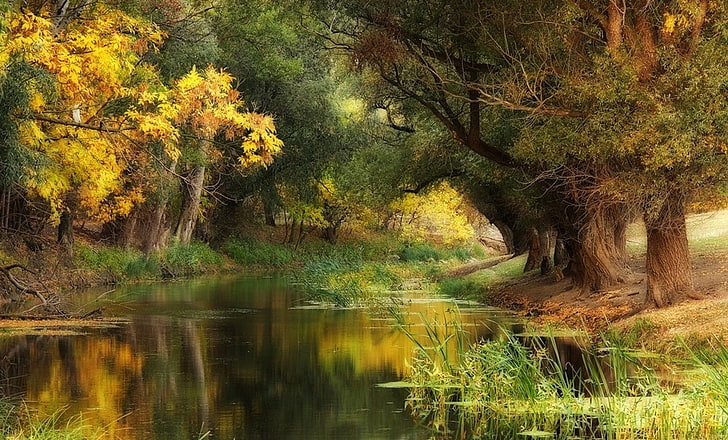 Hungary, fall, river, trees, yellow, green, water, nature, landscape, HD wallpaper